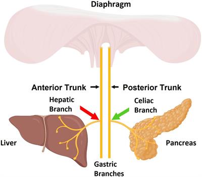 Use of a bio-electronic device comprising of targeted dual neuromodulation of the hepatic and celiac vagal branches demonstrated enhanced glycemic control in a type 2 diabetic rat model as well as in an Alloxan treated swine model